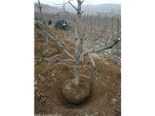 絳縣森之泉苗木種植專業合作社產品展示