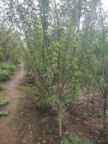 供應高質量綠梅苗木，打造完美園林景觀