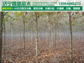 8公分全冠分枝法桐基地價格、廠家信息與苗木圖片介紹