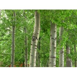 保定市綠化苗木供應與批發 廠家直供，構筑生態綠城