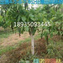 朝陽產業中的綠色明珠 果樹綠化苗木的發展與應用