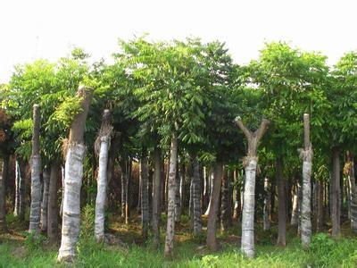 合肥欒樹(shù)苗木 品質(zhì)卓越，市場(chǎng)口碑載道