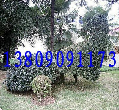 基地直銷優(yōu)良品種香樟 品質(zhì)、價(jià)格與選擇的全面指南