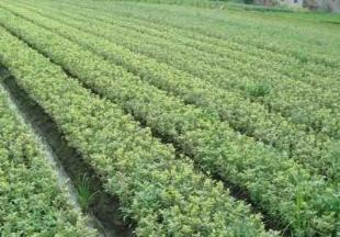 工程綠化優(yōu)選苗木 金邊黃楊的培育與應(yīng)用