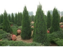 北京地區(qū)常見(jiàn)綠化喬灌木苗木供應(yīng)信息指南