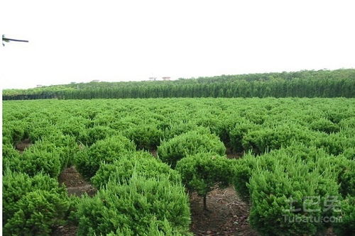 河北苗木基地精選推薦 一站式苗木采購(gòu)指南