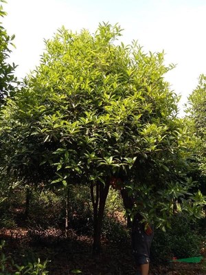 咸寧萬(wàn)桂桂花苗木種植專業(yè)合作社 深耕苗木產(chǎn)業(yè)，打造桂花之鄉(xiāng)