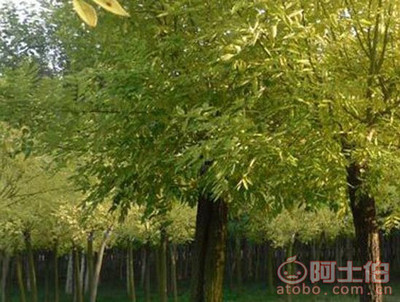 金葉槐 園林綠化新寵，熱賣促銷中