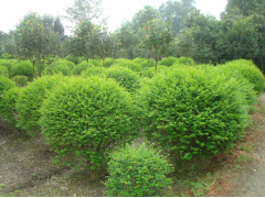 成都小葉女貞價格與批發市場全解析