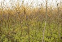 苗木基地常年供應國槐、法桐、欒樹、櫻花等優質園林綠化苗木